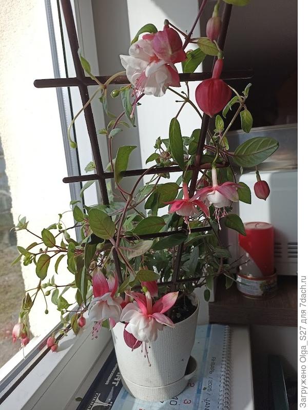 фуксия на окошке уже вся в цветах