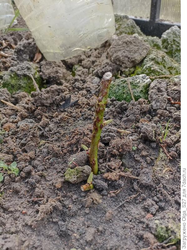 черенок розы в теплице