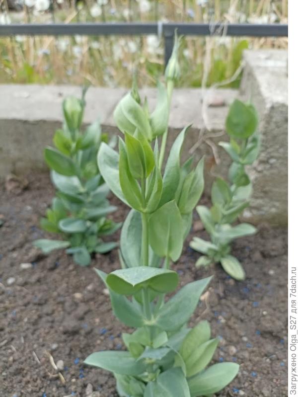 Эхо Блю уже выпустили бутоны.