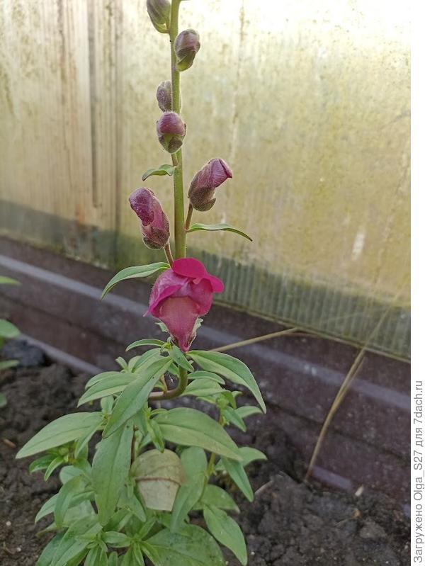 А это кустик нынешнего посева.