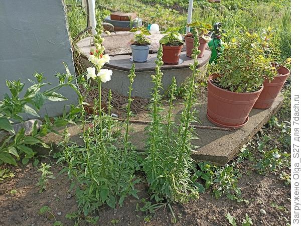 два кустика перезимовали и в апреле дали молодые побеги.