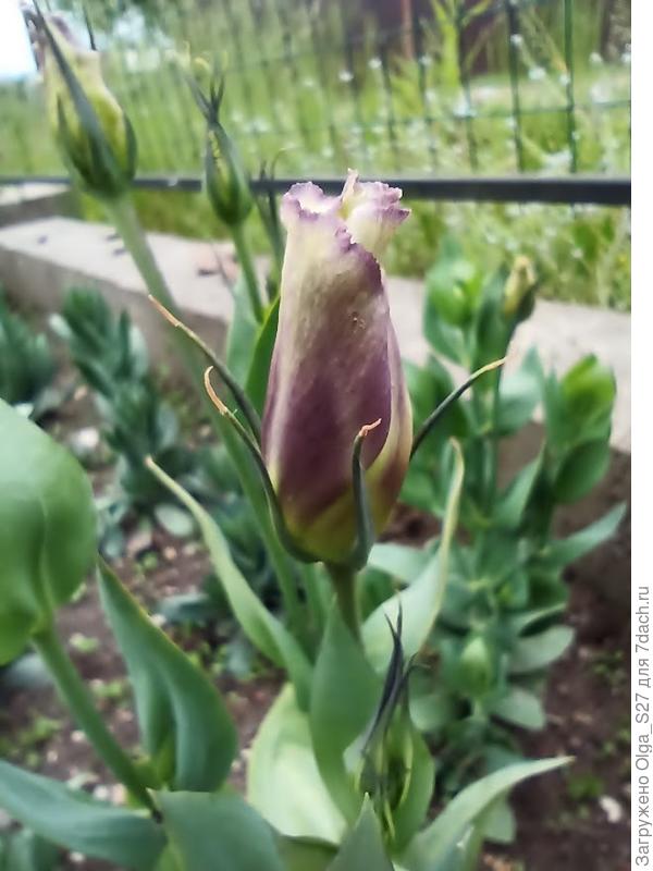 В ожидании чуда