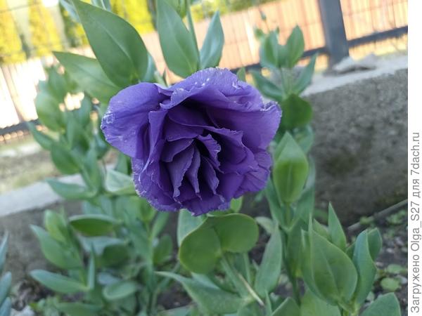 Первый цветок