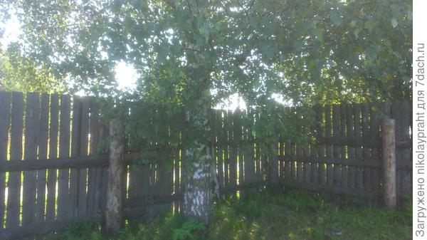 Угол в который не знаем что посадить. Нужно чтобы высота была не меньше 1,5 метров.