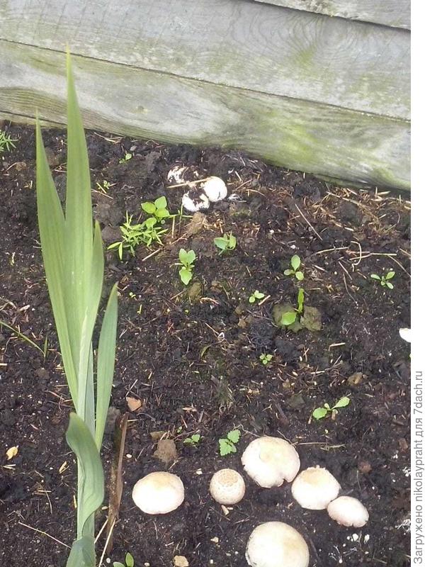 Дружат с гладиолусами...