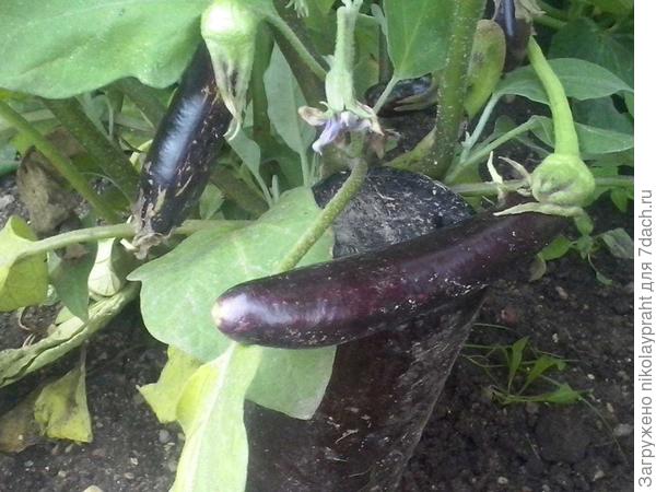 Вот такая только малышня осталась висеть на кустикахх.