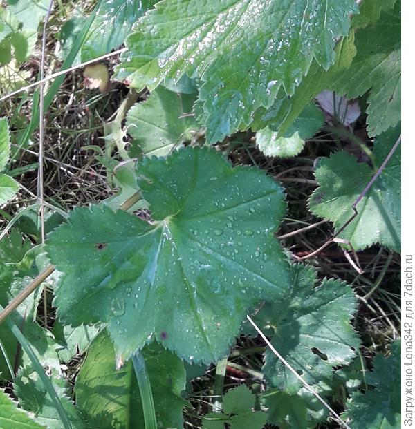 Утренняя роса