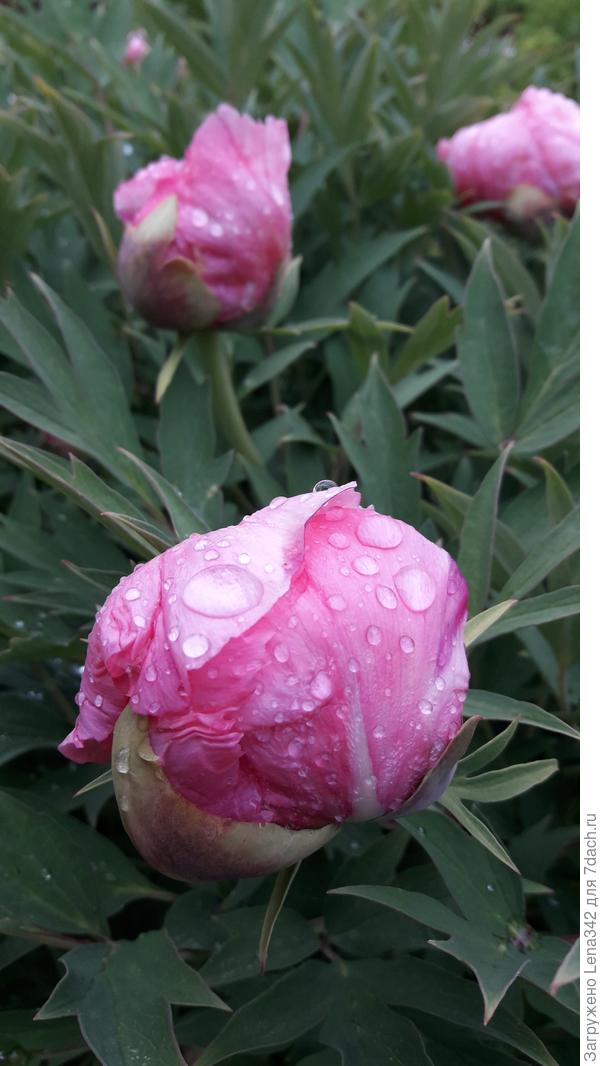 Бутоны древовидного пиона