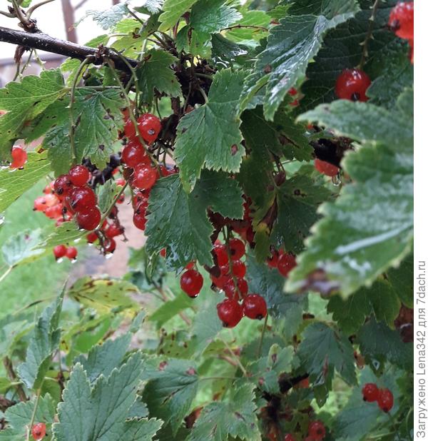 После дождя