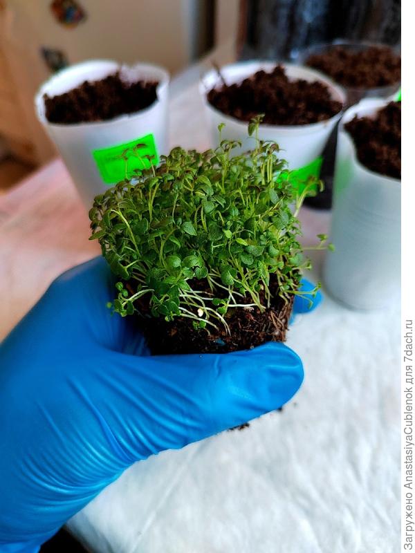 Рассада тимьяна