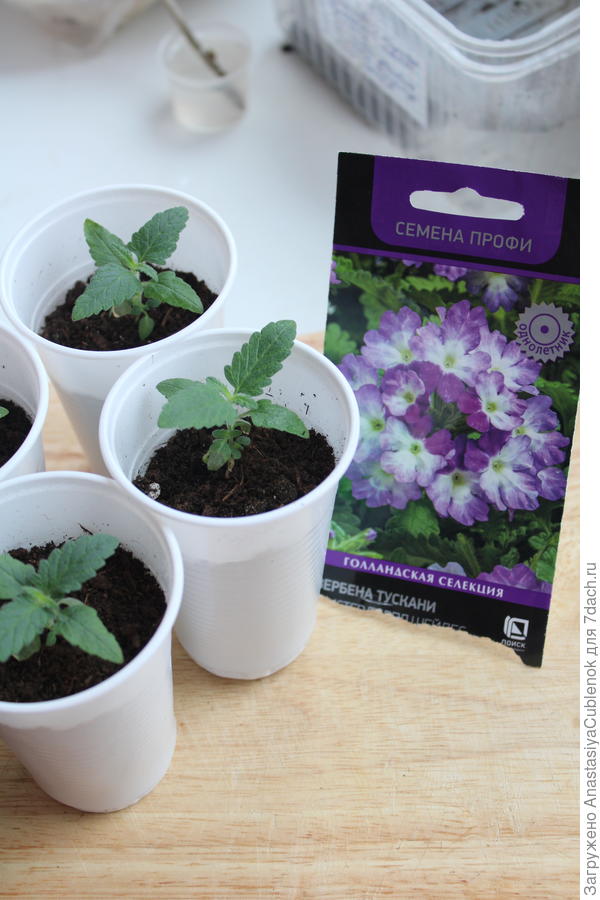 Рост вербены