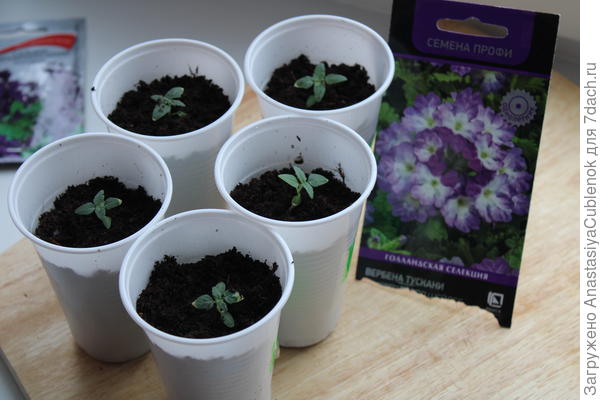 После пикировки