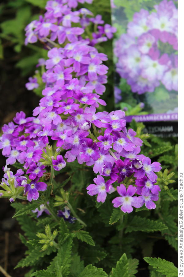 Красотка вербена