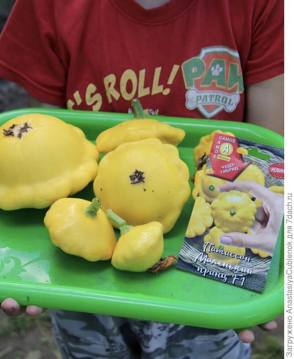 Сбор патиссонов