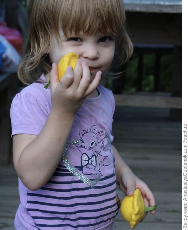 Доча грызет патисон