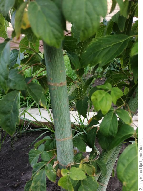 Вот посмотрите новые фото. Как такого как у дерева, у него нет ствола. Почти от корня растут не колько толстых ветвей, необычно светло зелёного цвета с характерным полосками на них, которые идут вдоль всех веток.