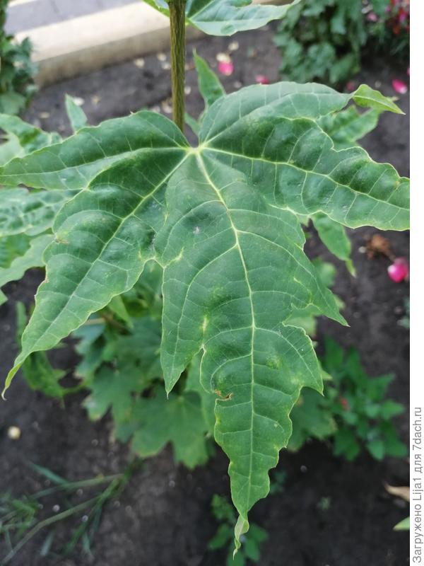 А это второе