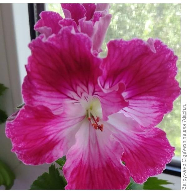 Вот такой граммофончик))