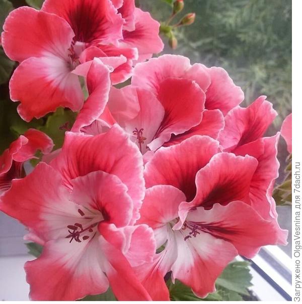 Красотка моя!