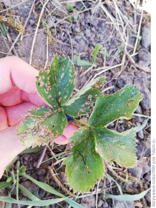 Листья погрызли