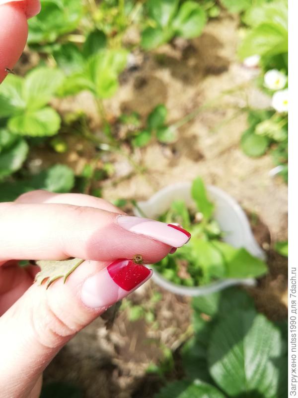 Стебель внутри