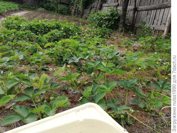 Абсолютно здоровые кусты, на которых были единичные увядшие листья