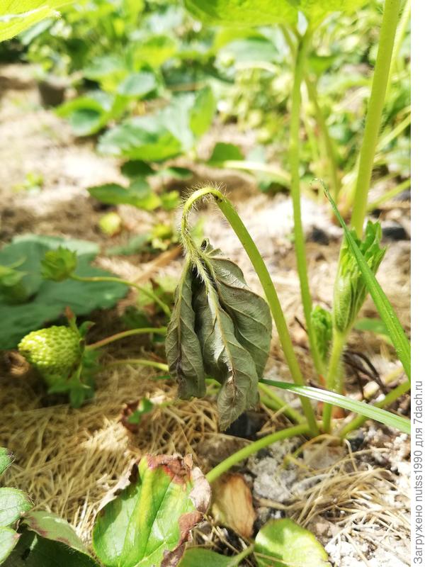 Увядший лист