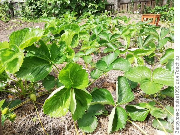 Здоровые кустики