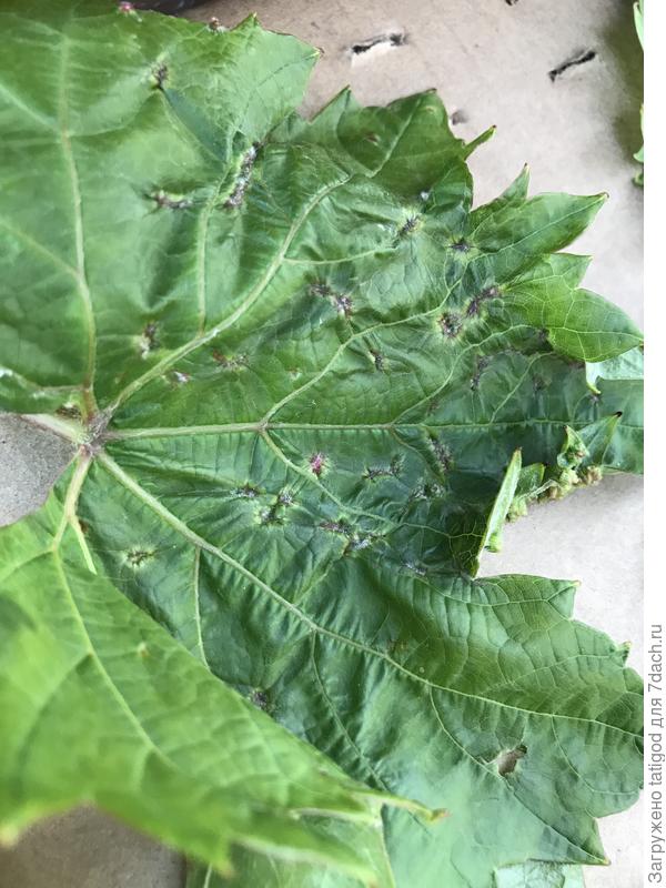 Виноградный лист