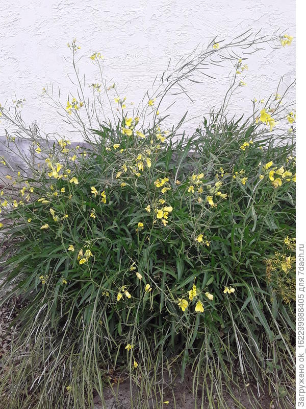 растёт сама по себе