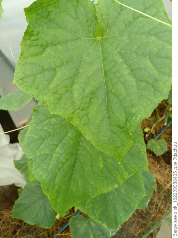 похоже на нехватку магния, хотя обрабатывал