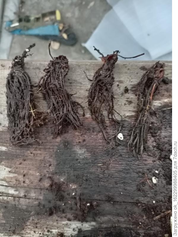 и так практически вся партия. Не какие реанимационные меры не помогли. Потом добавлю фото тех, кто сильно хотел жить)