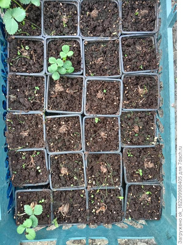 обещанное дополнение