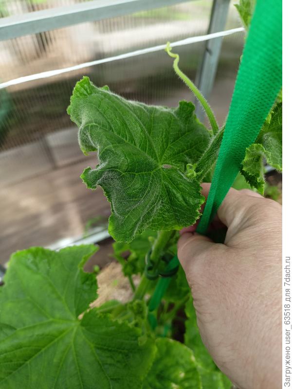 Начальная стадия