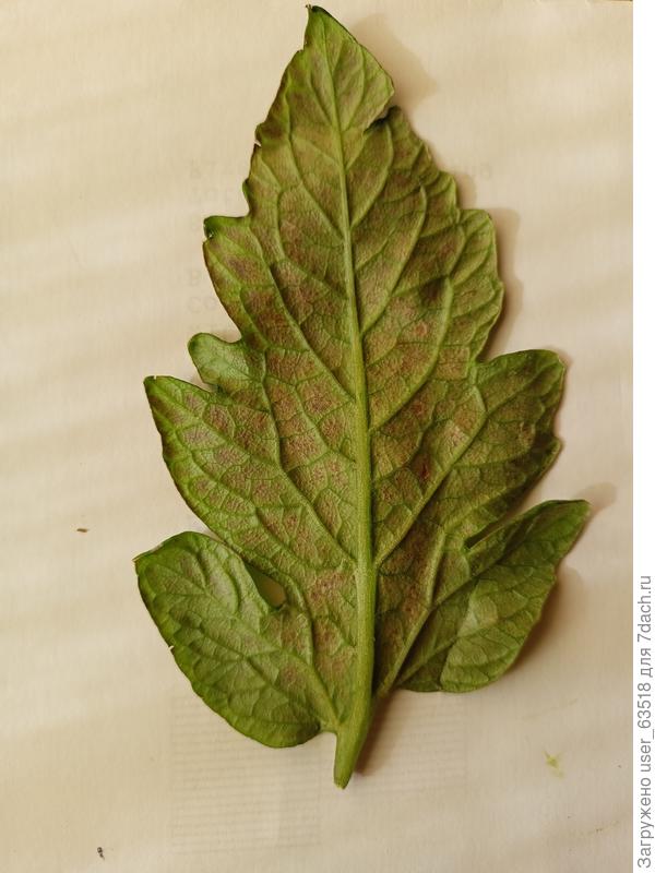 Обратная сторона