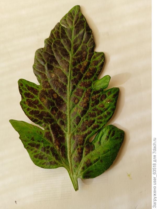 Лист томата