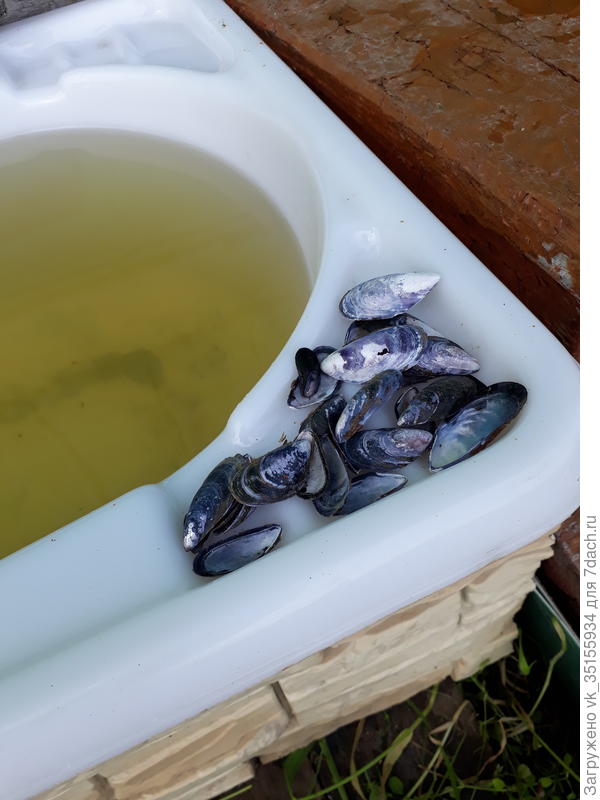 Ракушки с Белого моря