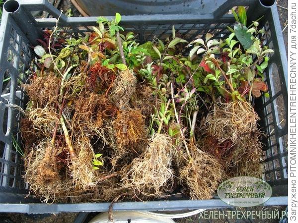 Питомник Хелен трехречный (размножение растений)