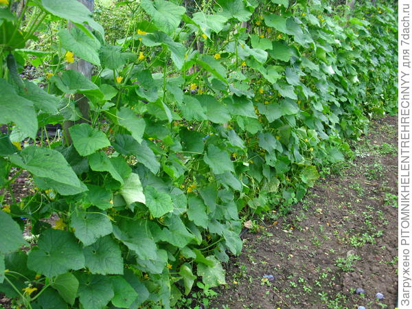 Огурцы лучше выращивать на шпалере.