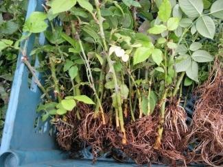 Розы корнесобственные