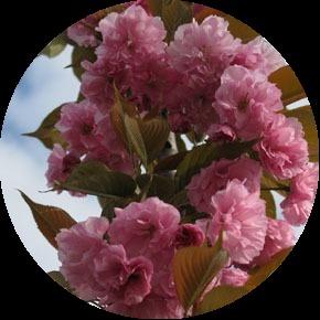 Сакура с тёмным листом