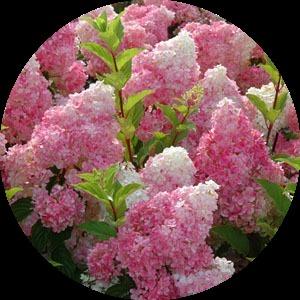 Гортензия Метельчатая Ванила