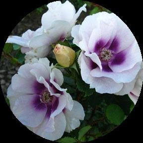 Розы, Серия Гультимия