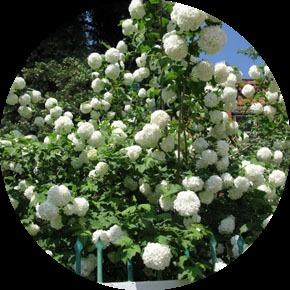 Калина Бульдонеж