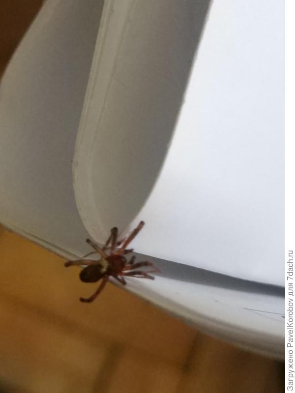 Бегал дома по полу. Смущает такая красная расцветка, что это за вид?