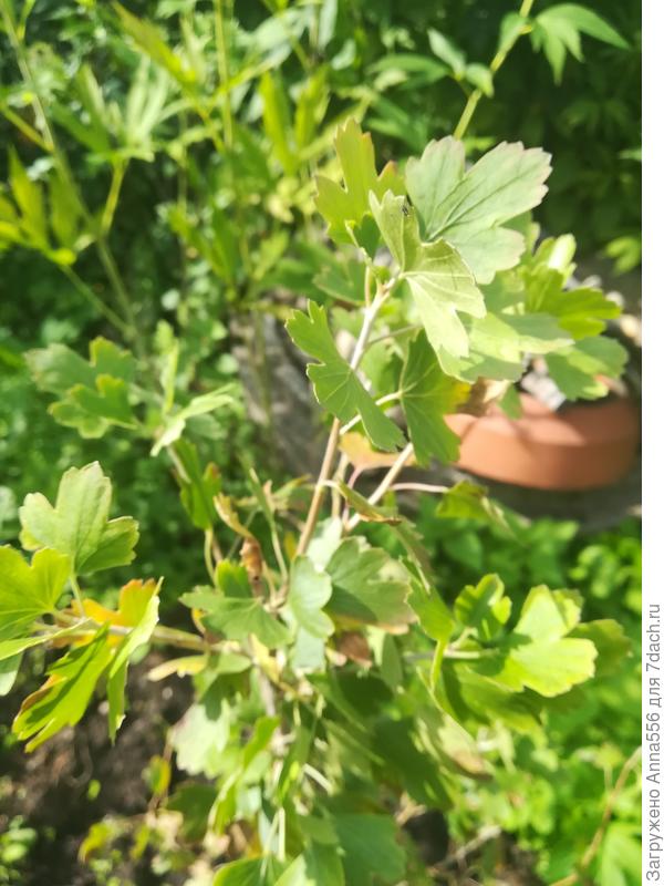 Смородина золотистая или Йошты