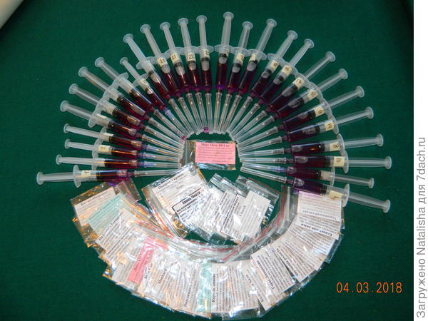 Обеззараживание  семян в растворе марганцовки.20 минут.