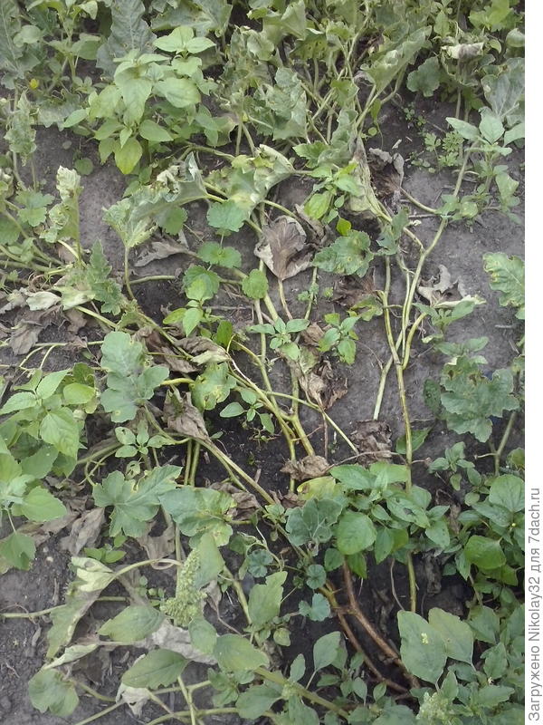 Корень больного