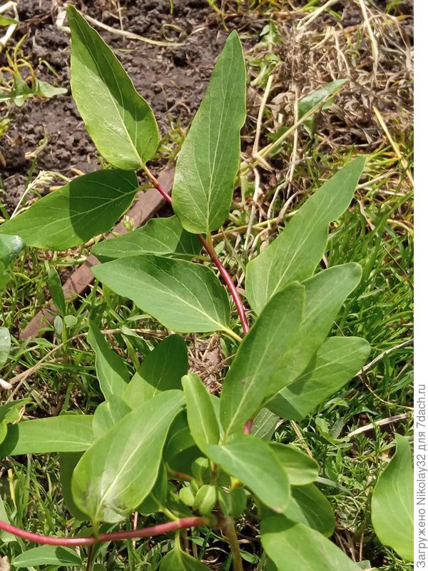 Неизвестно