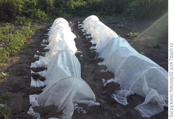 Самодельное укрытие для арбузной рассады.